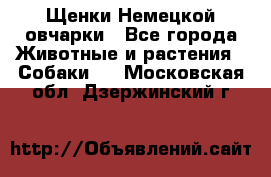 Щенки Немецкой овчарки - Все города Животные и растения » Собаки   . Московская обл.,Дзержинский г.